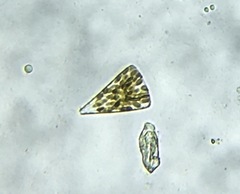 Licmophora