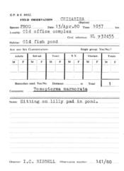 Tomopterna marmorata