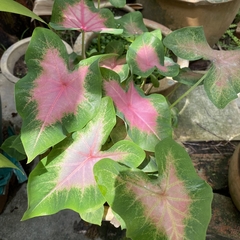 Caladium bicolor