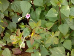 Geranium nepalense
