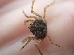 Halicarcinus
