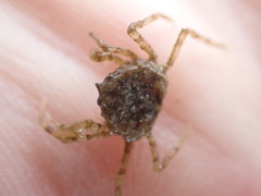 Halicarcinus