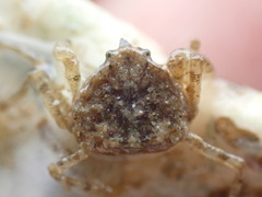 Halicarcinus