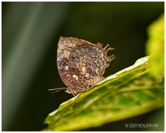 Thaduka multicaudata