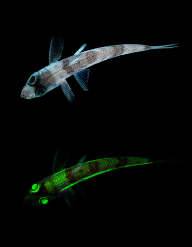 Representative image of Chlorophthalmidae