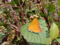 Heliophorus epicles
