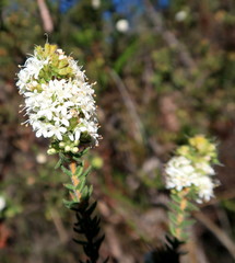 Agathosma planifolia