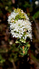 Agathosma planifolia