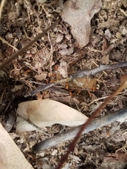 Opisthopsis
