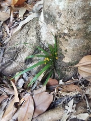 Apostasia wallichii
