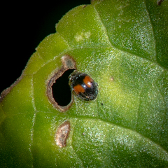 Diomus notescens