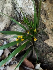 Apostasia wallichii