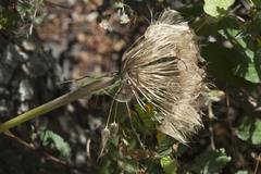 Tragopogon coelesyriacus