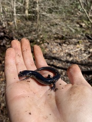Plethodon chattahoochee