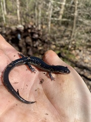 Plethodon chattahoochee