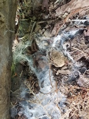 Coremiocnemis tropix