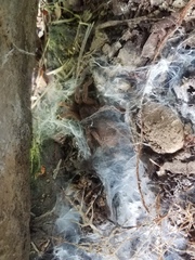 Coremiocnemis tropix