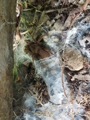 Coremiocnemis tropix