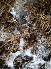 Coremiocnemis tropix