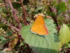 Heliophorus epicles