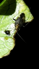 Chinamiris indeclivis