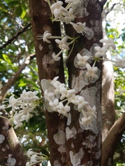 Phaleria clerodendron