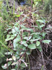 Gaultheria paniculata