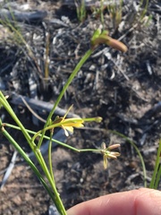Tricoryne muricata