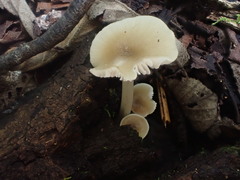 Entoloma albidosimulans