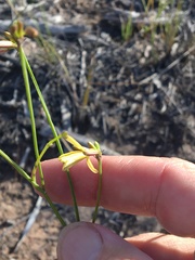 Tricoryne muricata