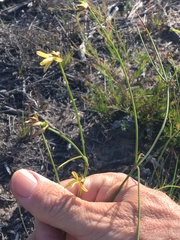 Tricoryne muricata