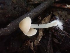Entoloma albidosimulans