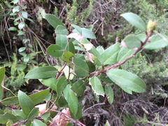 Gaultheria paniculata