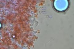 Entoloma albidosimulans