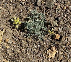 Lomatium mohavense