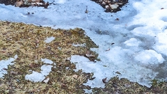 Melospiza melodia image