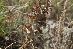 Phlomoides speciosa