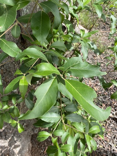 Lophostemon confertus