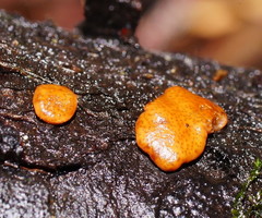 Trichoderma paraviridescens