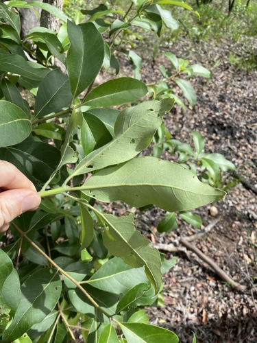 Lophostemon confertus