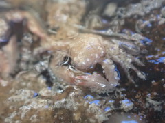 Petrocheles spinosus