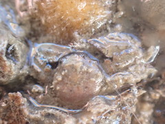 Petrocheles spinosus