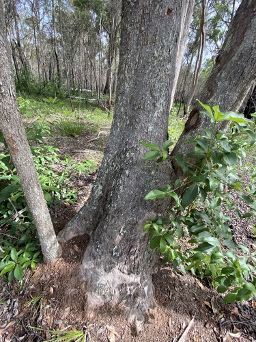 Lophostemon confertus