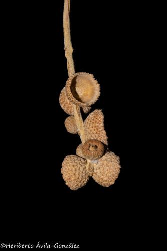 Quercus xylina