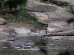 Burhinus senegalensis