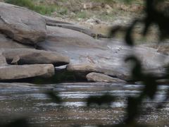 Burhinus senegalensis