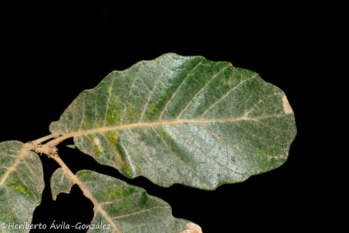 Quercus xylina