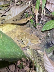 Polypedates discantus