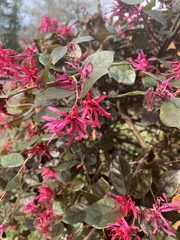 Loropetalum