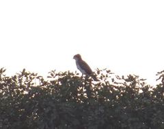 Circaetus beaudouini